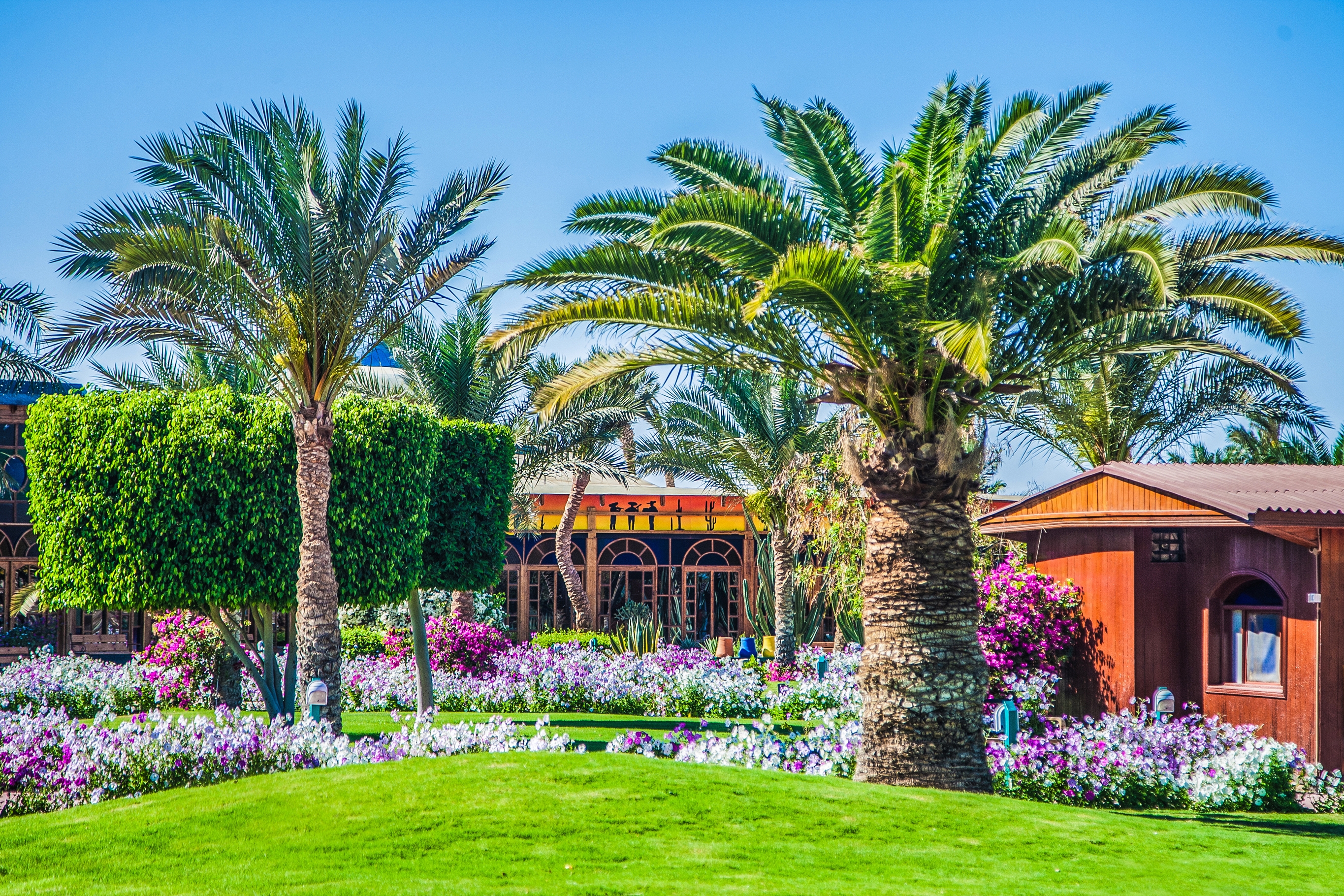 Desert Rose Resort - All inclusive